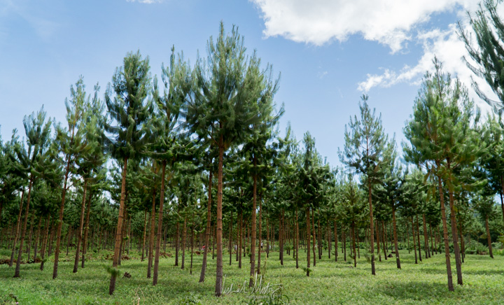 Timber farms