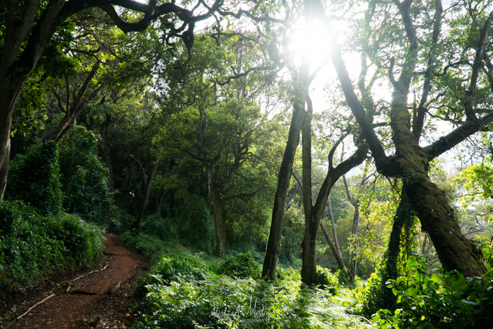 Montane forest