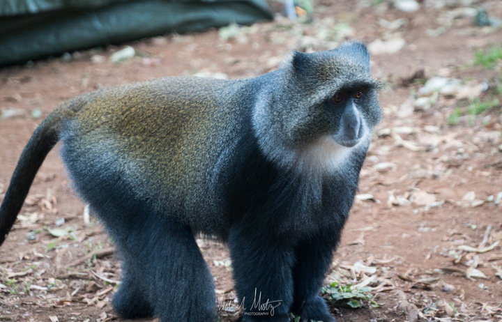 Blue monkey