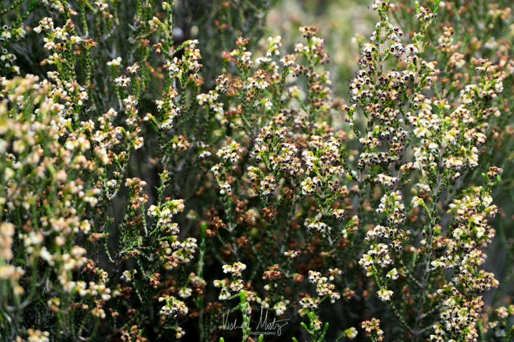 Wild flowers