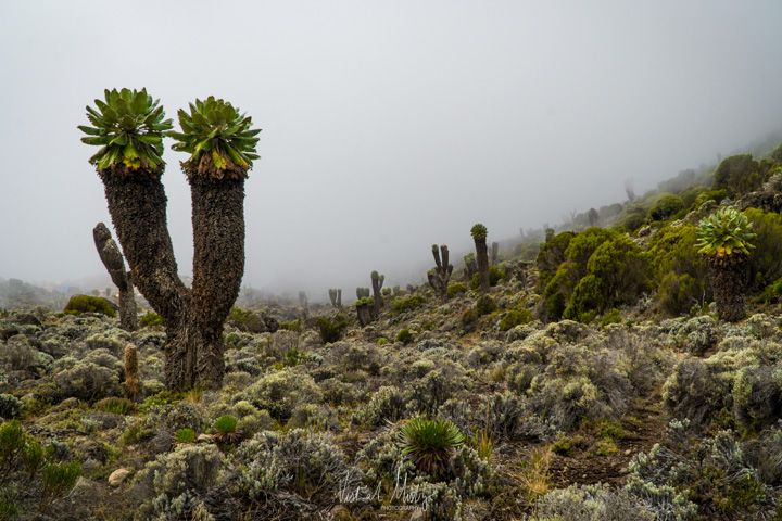 Giant Groundsels